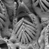 Pleistocene Bryozoa of Kuromatsunai, Japan
